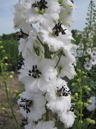 Picture of Delphinium Pacific Giants - Galahad